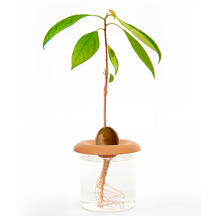 TERRACOTTA SEED SPROUTERS
