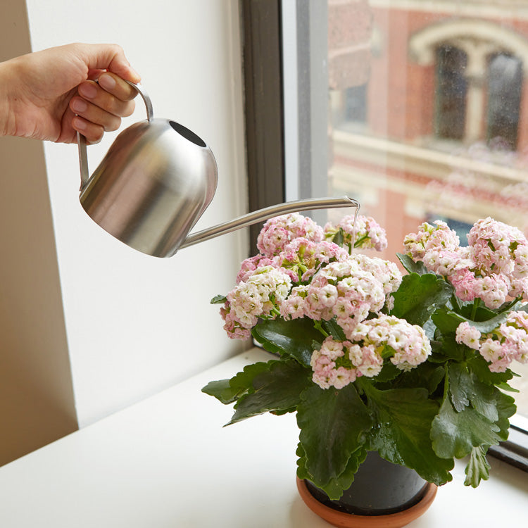 Stainless Steel Watering Can