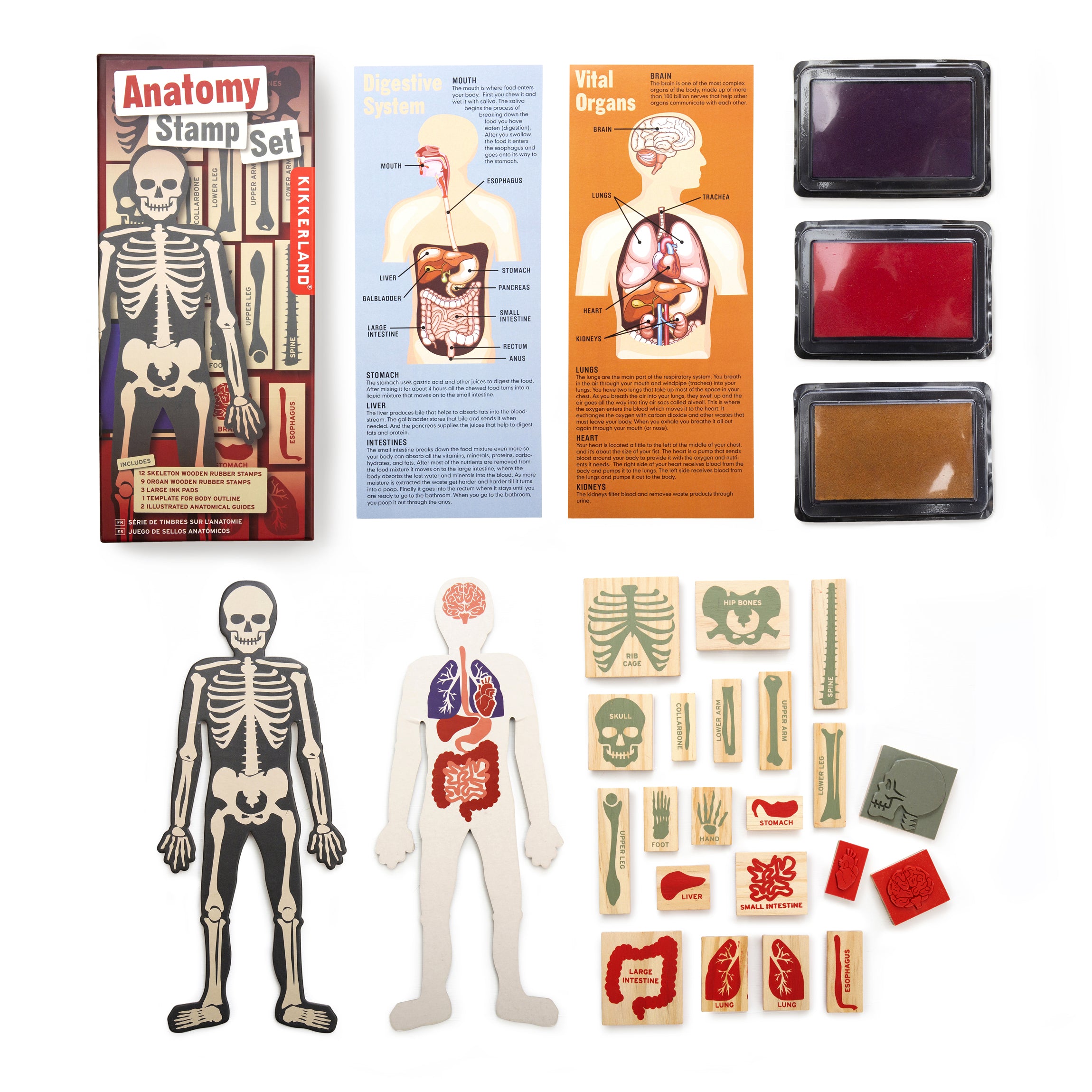 Kikkerland DIY Human Body Anatomy Stamp Set, 21 PC
