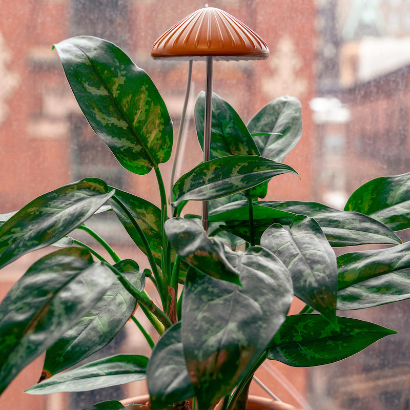 Mushroom Grow Light