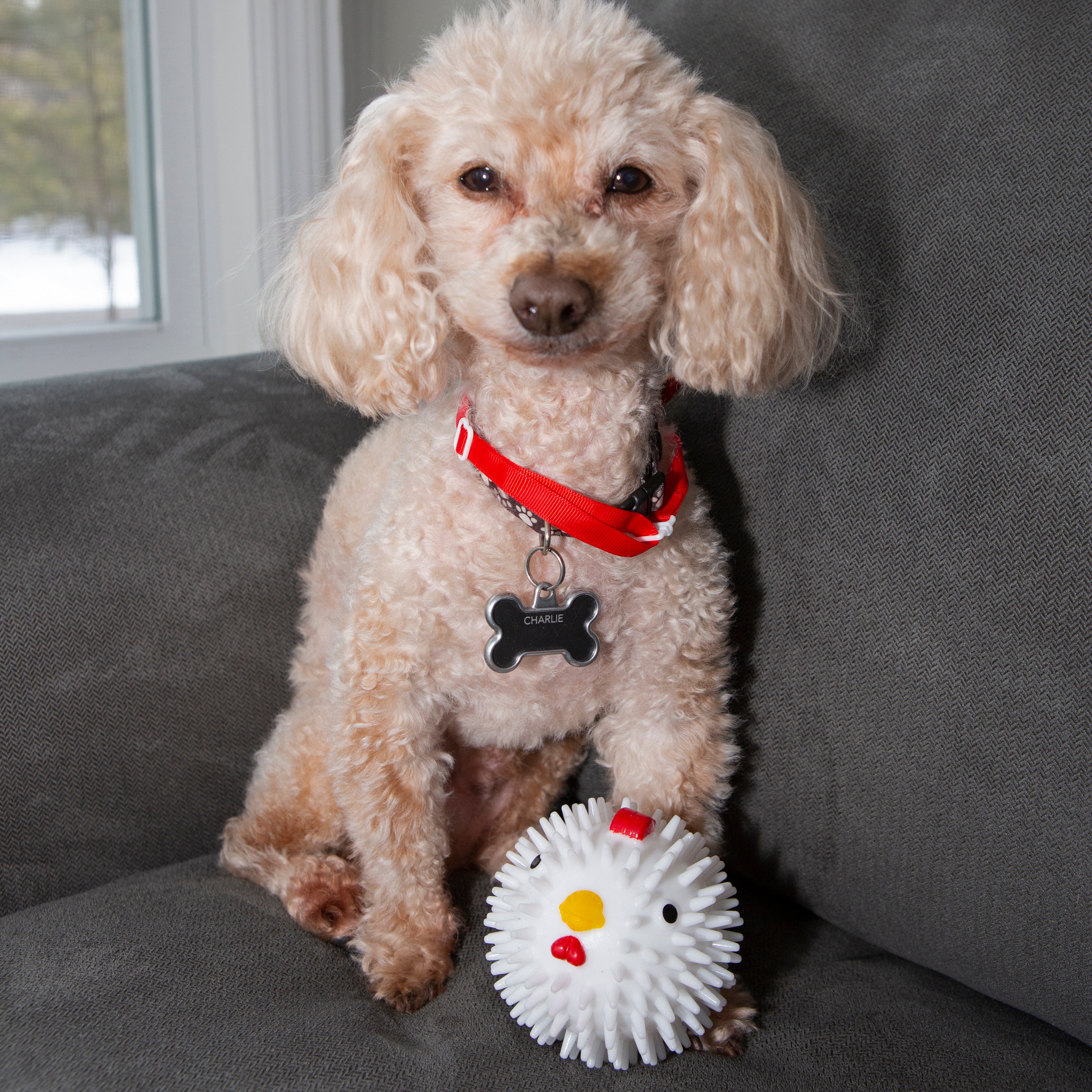 Kobe Chicken Dog Ball – Kikkerland Design Inc