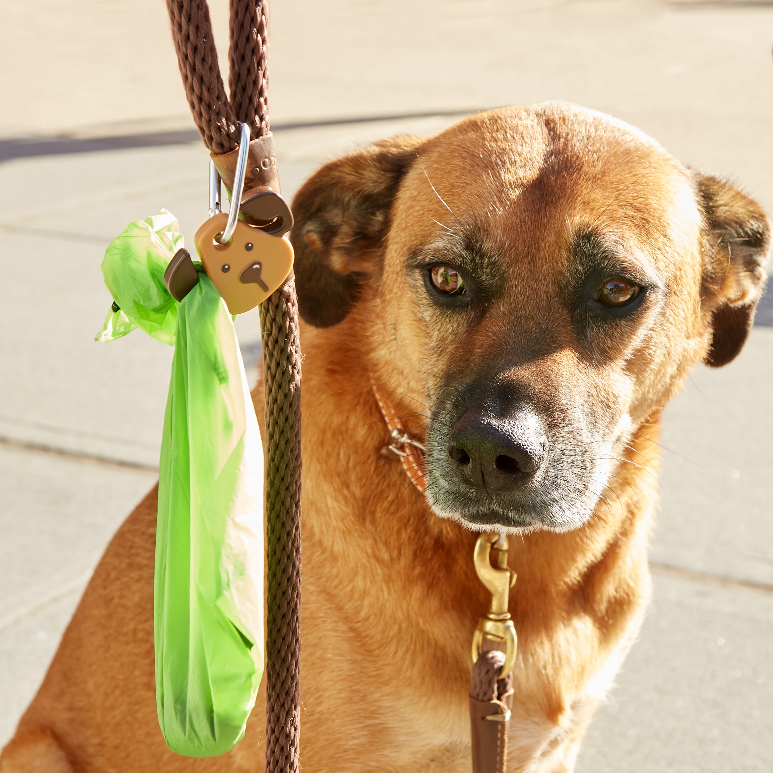 Dog leash outlet with light