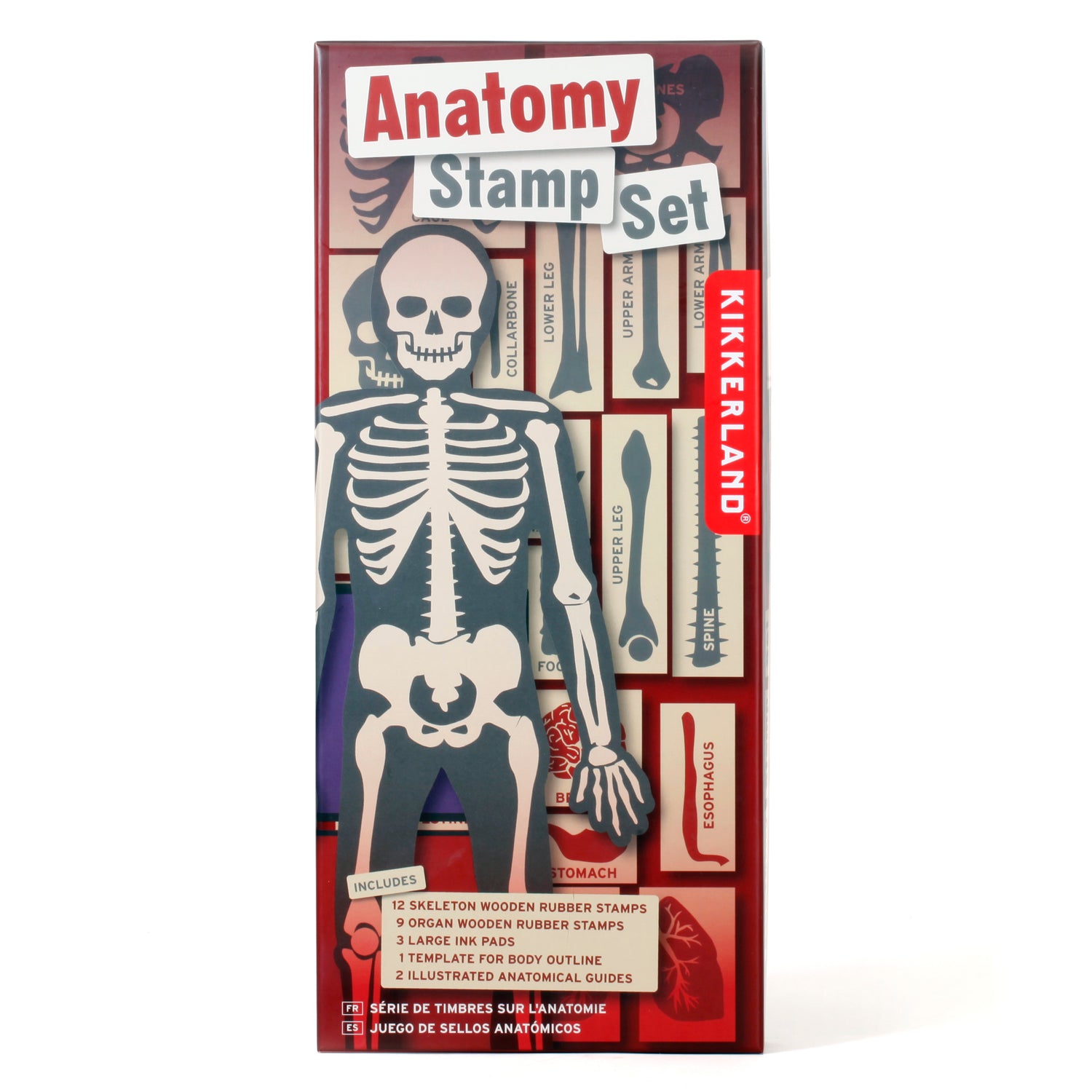Body Magnet L'Anatomie - 12 langues 